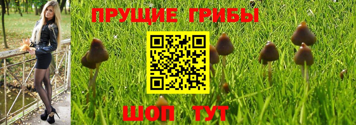 Псилоцибиновые грибы прущие грибы Аша